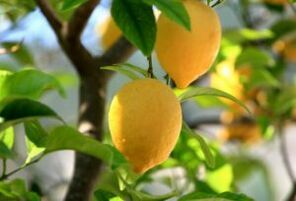 citron na plísně nohou
